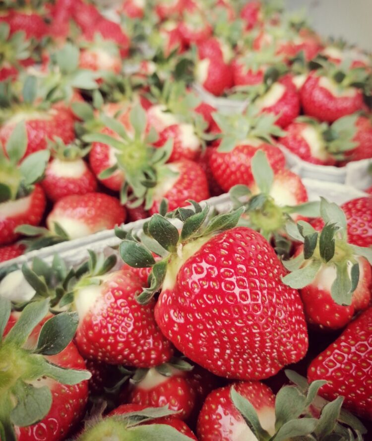 Erdbeeren, die rote Versuchung von Papes Gemüsegarten